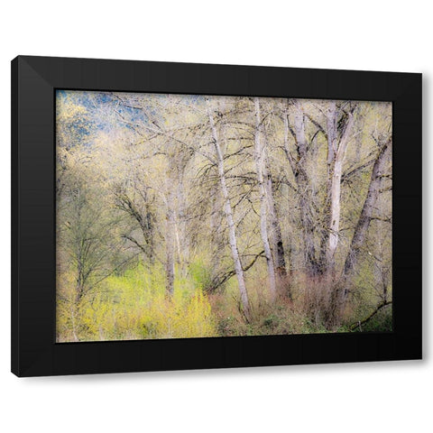 USA-Washington State-Carnation early spring and trees just budding out Black Modern Wood Framed Art Print with Double Matting by Gulin, Sylvia