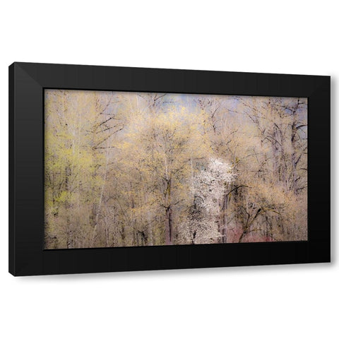 USA-Washington State-Carnation-springtime with flowering wild Cherry and Cottonwoods Black Modern Wood Framed Art Print with Double Matting by Gulin, Sylvia