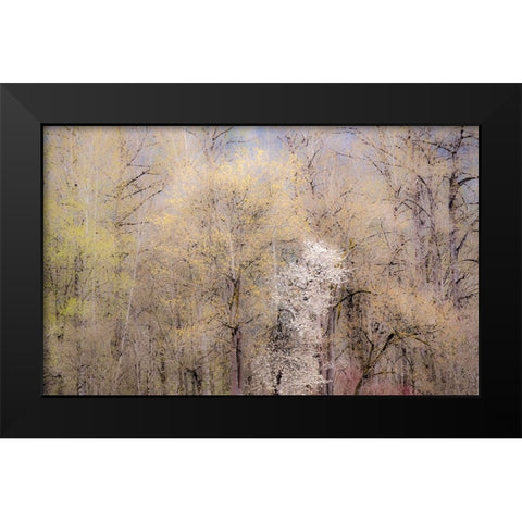 USA-Washington State-Carnation-springtime with flowering wild Cherry and Cottonwoods Black Modern Wood Framed Art Print by Gulin, Sylvia