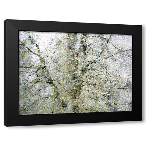 USA-Washington State-Fall City wild cherry springtime blooming Black Modern Wood Framed Art Print with Double Matting by Gulin, Sylvia
