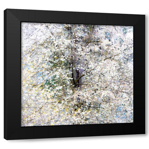 USA-Washington State-Fall City wild cherry springtime blooming Black Modern Wood Framed Art Print with Double Matting by Gulin, Sylvia