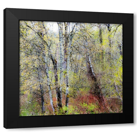 USA-Washington State-Fall City Cottonwoods just budding out in the spring Black Modern Wood Framed Art Print by Gulin, Sylvia