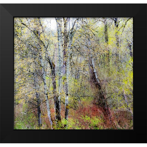 USA-Washington State-Fall City Cottonwoods just budding out in the spring Black Modern Wood Framed Art Print by Gulin, Sylvia