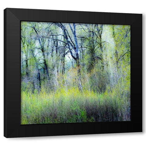 USA-Washington State-Fall City Cottonwoods just budding out in the spring Black Modern Wood Framed Art Print with Double Matting by Gulin, Sylvia