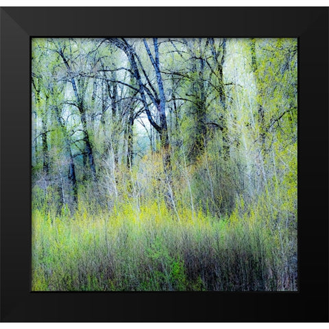 USA-Washington State-Fall City Cottonwoods just budding out in the spring Black Modern Wood Framed Art Print by Gulin, Sylvia