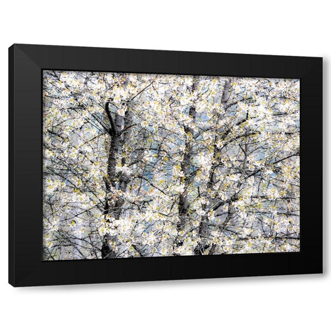 USA-Washington State-Fall City wild cherry springtime blooming Black Modern Wood Framed Art Print with Double Matting by Gulin, Sylvia