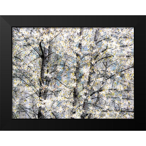 USA-Washington State-Fall City wild cherry springtime blooming Black Modern Wood Framed Art Print by Gulin, Sylvia