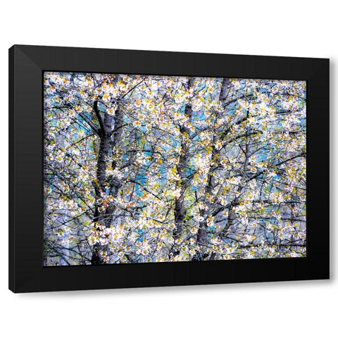 USA-Washington State-Fall City wild cherry springtime blooming Black Modern Wood Framed Art Print with Double Matting by Gulin, Sylvia