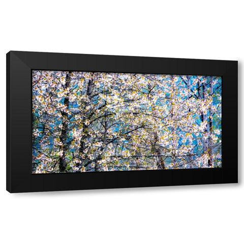 USA-Washington State-Fall City wild cherry springtime blooming Black Modern Wood Framed Art Print by Gulin, Sylvia