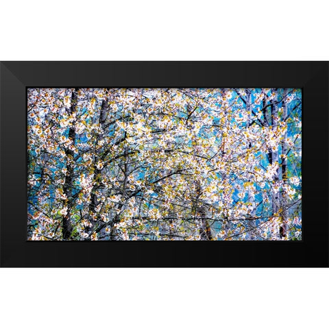USA-Washington State-Fall City wild cherry springtime blooming Black Modern Wood Framed Art Print by Gulin, Sylvia