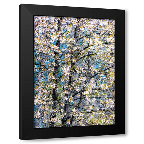USA-Washington State-Fall City wild cherry springtime blooming Black Modern Wood Framed Art Print with Double Matting by Gulin, Sylvia