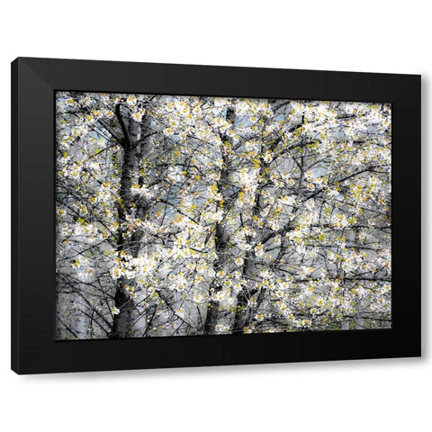 USA-Washington State-Fall City wild cherry springtime blooming Black Modern Wood Framed Art Print with Double Matting by Gulin, Sylvia