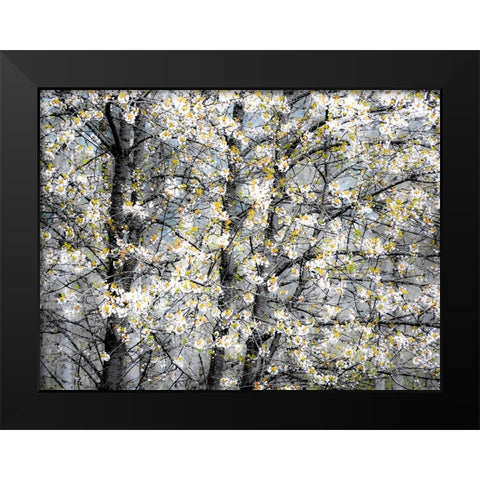 USA-Washington State-Fall City wild cherry springtime blooming Black Modern Wood Framed Art Print by Gulin, Sylvia