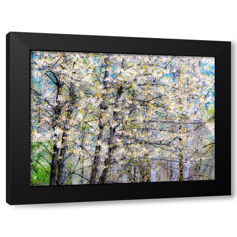 USA-Washington State-Fall City wild cherry springtime blooming Black Modern Wood Framed Art Print with Double Matting by Gulin, Sylvia
