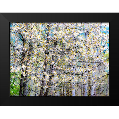 USA-Washington State-Fall City wild cherry springtime blooming Black Modern Wood Framed Art Print by Gulin, Sylvia