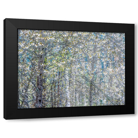 USA-Washington State-Fall City wild cherry springtime blooming Black Modern Wood Framed Art Print with Double Matting by Gulin, Sylvia