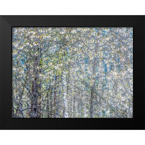 USA-Washington State-Fall City wild cherry springtime blooming Black Modern Wood Framed Art Print by Gulin, Sylvia