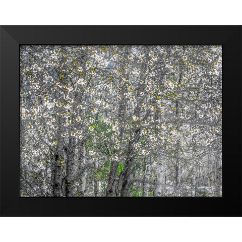 USA-Washington State-Fall City wild cherry springtime blooming Black Modern Wood Framed Art Print by Gulin, Sylvia