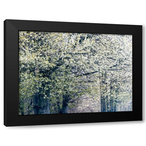 USA-Washington State-Fall City wild cherry springtime blooming Black Modern Wood Framed Art Print with Double Matting by Gulin, Sylvia