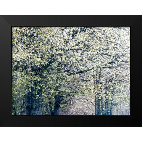 USA-Washington State-Fall City wild cherry springtime blooming Black Modern Wood Framed Art Print by Gulin, Sylvia