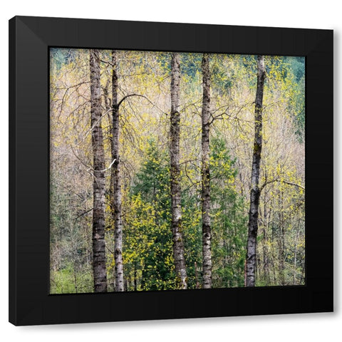 USA-Washington State-Fall City Cottonwoods just budding out in the spring along the Snoqualmie River Black Modern Wood Framed Art Print by Gulin, Sylvia