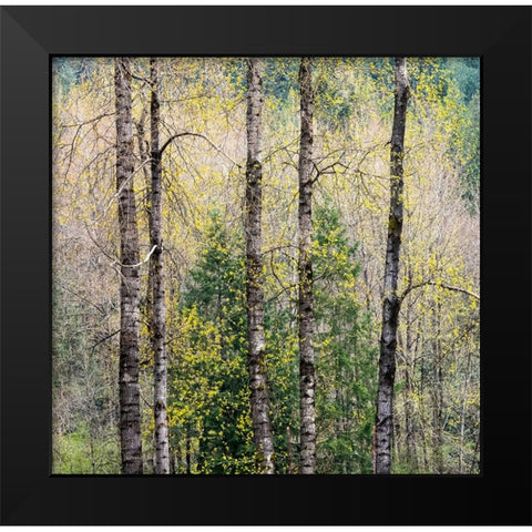 USA-Washington State-Fall City Cottonwoods just budding out in the spring along the Snoqualmie River Black Modern Wood Framed Art Print by Gulin, Sylvia