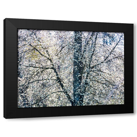USA-Washington State-Fall City wild cherry springtime blooming Black Modern Wood Framed Art Print with Double Matting by Gulin, Sylvia