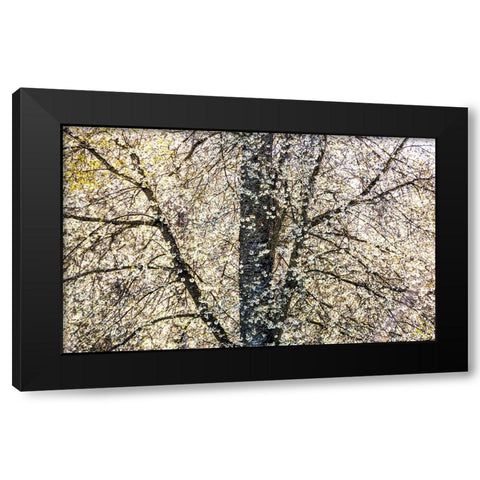 USA-Washington State-Fall City wild cherry springtime blooming Black Modern Wood Framed Art Print with Double Matting by Gulin, Sylvia