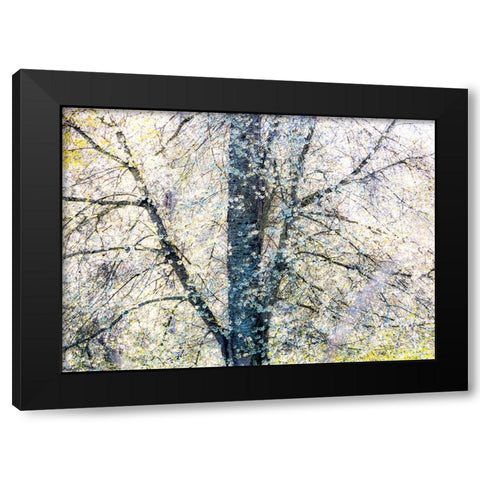 USA-Washington State-Fall City wild cherry springtime blooming Black Modern Wood Framed Art Print with Double Matting by Gulin, Sylvia