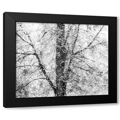 USA-Washington State-Fall City wild cherry springtime blooming Black Modern Wood Framed Art Print with Double Matting by Gulin, Sylvia