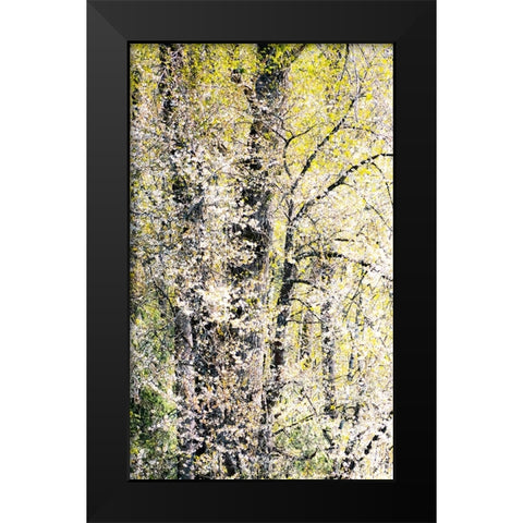USA-Washington State-Fall City wild cherry springtime blooming Black Modern Wood Framed Art Print by Gulin, Sylvia