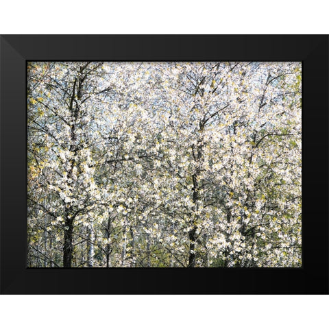 USA-Washington State-Fall City wild cherry springtime blooming Black Modern Wood Framed Art Print by Gulin, Sylvia