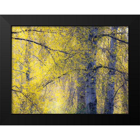 USA-Washington State-Fall City Cottonwoods just budding out in the spring along the Snoqualmie River Black Modern Wood Framed Art Print by Gulin, Sylvia