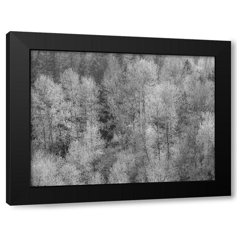 USA-Washington State-Fall City hillside of Cottonwoods just budding out in the spring Black Modern Wood Framed Art Print with Double Matting by Gulin, Sylvia