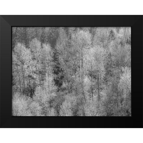 USA-Washington State-Fall City hillside of Cottonwoods just budding out in the spring Black Modern Wood Framed Art Print by Gulin, Sylvia