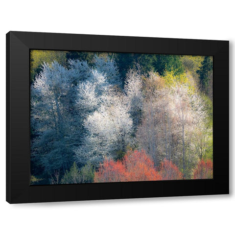USA-Washington State-Fall City wild cherry springtime blooming Black Modern Wood Framed Art Print with Double Matting by Gulin, Sylvia