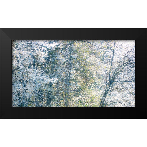 USA-Washington State-Fall City wild cherry springtime blooming Black Modern Wood Framed Art Print by Gulin, Sylvia
