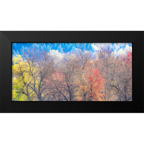 USA-Washington State-Fall City-Pacific Northwest early spring cottonwood Black Modern Wood Framed Art Print by Gulin, Sylvia