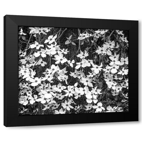 USA-Washington State-Pacific Northwest Sammamish White Dogwood blooming early spring Black Modern Wood Framed Art Print with Double Matting by Gulin, Sylvia