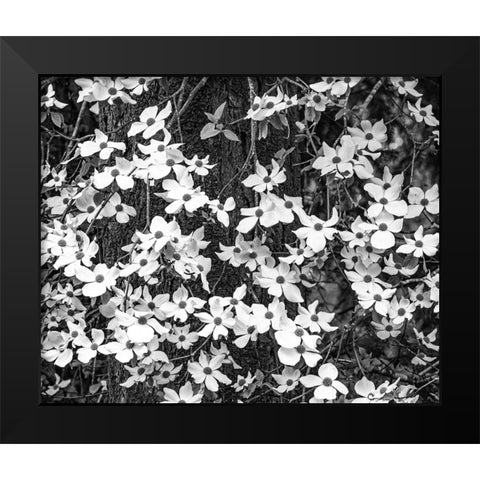 USA-Washington State-Pacific Northwest Sammamish White Dogwood blooming early spring Black Modern Wood Framed Art Print by Gulin, Sylvia