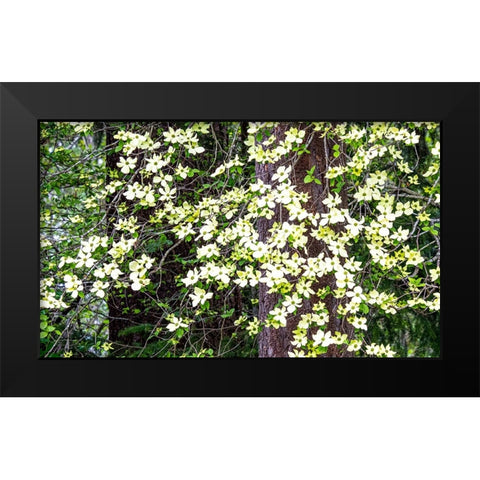 USA-Washington State-Pacific Northwest Sammamish White Dogwood blooming early spring Black Modern Wood Framed Art Print by Gulin, Sylvia