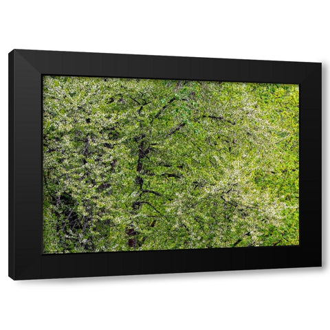 USA-Washington State-Pacific Northwest-Fall City springtime and flowering wild Cherry Black Modern Wood Framed Art Print with Double Matting by Gulin, Sylvia