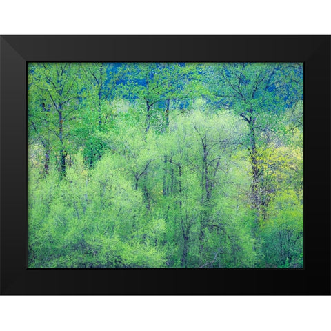 USA-Washington State-Pacific Northwest Preston and just leafing out Cottonwoods Black Modern Wood Framed Art Print by Gulin, Sylvia