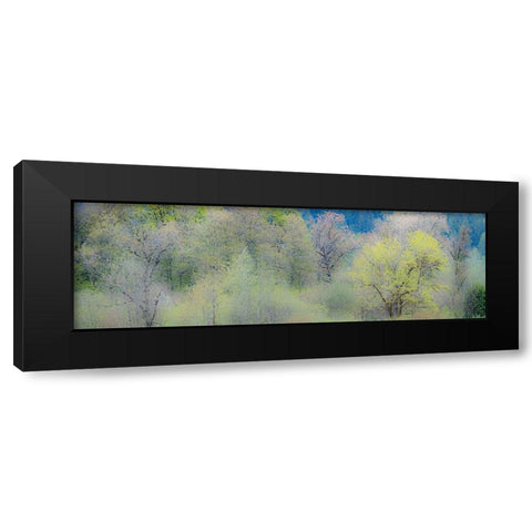 USA-Washington State-Pacific Northwest-Fall City springtime and Cottonwood trees just budding out Black Modern Wood Framed Art Print by Gulin, Sylvia