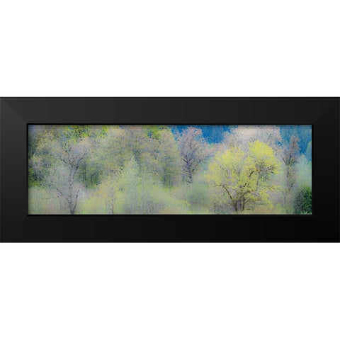 USA-Washington State-Pacific Northwest-Fall City springtime and Cottonwood trees just budding out Black Modern Wood Framed Art Print by Gulin, Sylvia