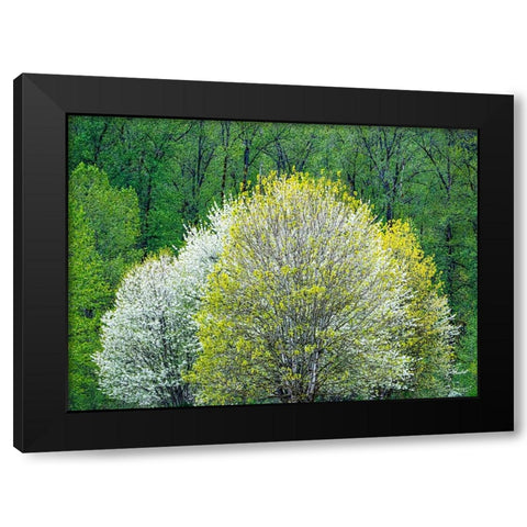 USA-Washington State-Pacific Northwest-Fall City springtime and flowering wild Cherry Black Modern Wood Framed Art Print by Gulin, Sylvia