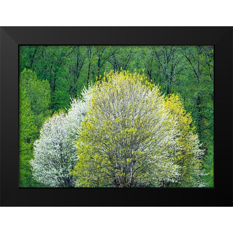 USA-Washington State-Pacific Northwest-Fall City springtime and flowering wild Cherry Black Modern Wood Framed Art Print by Gulin, Sylvia