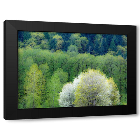 USA-Washington State-Pacific Northwest-Fall City springtime and flowering wild Cherry Black Modern Wood Framed Art Print with Double Matting by Gulin, Sylvia