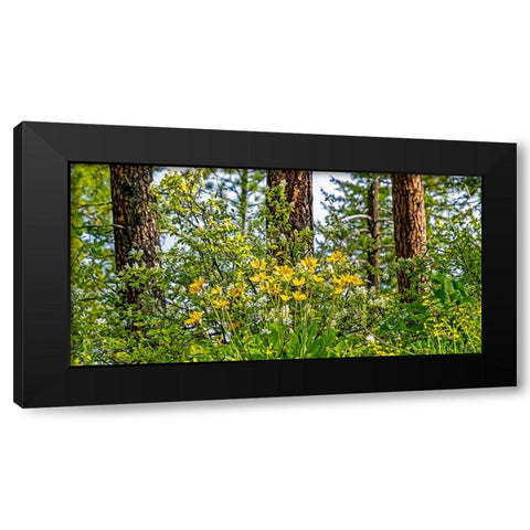 USA-Washington State-Leavenworth Balsamroot blooming amongst Ponderosa Pine Black Modern Wood Framed Art Print by Gulin, Sylvia
