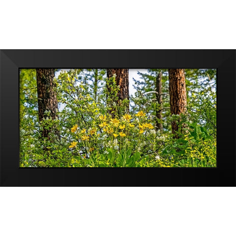 USA-Washington State-Leavenworth Balsamroot blooming amongst Ponderosa Pine Black Modern Wood Framed Art Print by Gulin, Sylvia